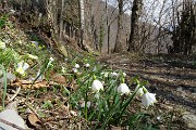 34 Campanelle bianche (Leucojum)